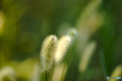 狗尾草