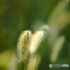 狗尾草
