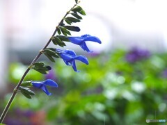 雨のサルビア
