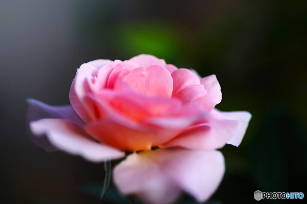 秋薔薇の季節～ⅱ