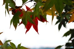 御嶽山神社の紅葉