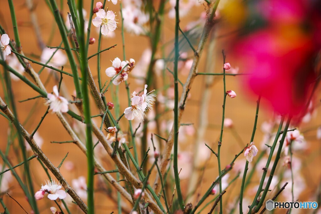 山茶花越しの梅