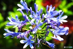 蜜を求めて、、、。