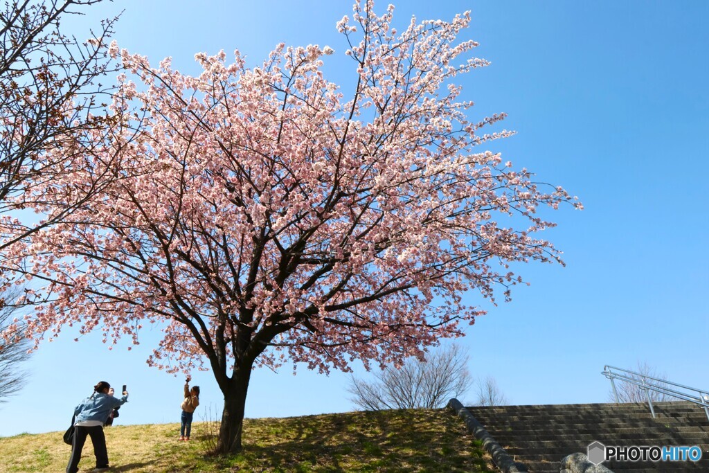 汐入大寒桜～xiii