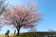 汐入大寒桜～xiii