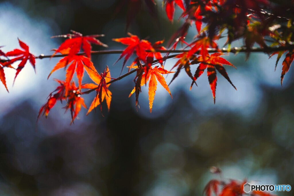 ハーブ園のモミジ