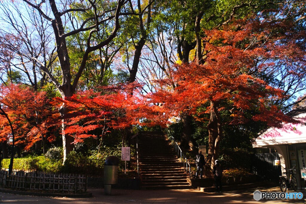 上野公園の紅葉