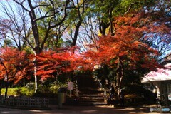 上野公園の紅葉