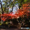 上野公園の紅葉