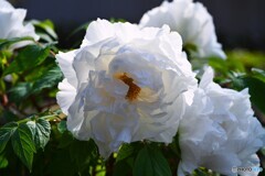 上野東照宮牡丹園～ⅲ