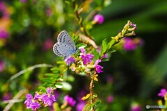 昆虫が好む花 昆虫が好む花
