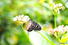 夏休み中の生物園～ⅵ
