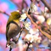 節分の紅白梅～Ⅳ