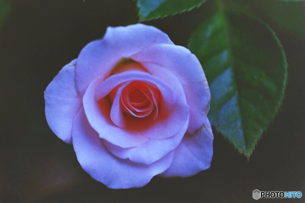 銀塩の薔薇