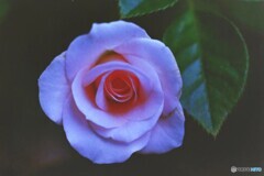 銀塩の薔薇