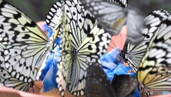 夏休み中の生物園～xxiv