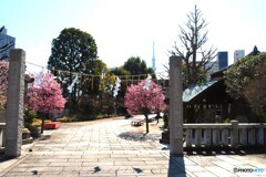 オカメ桜～②