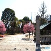 オカメ桜～②