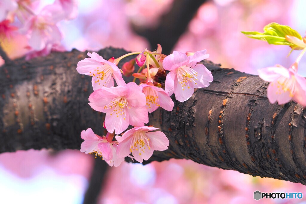 胴咲き桜