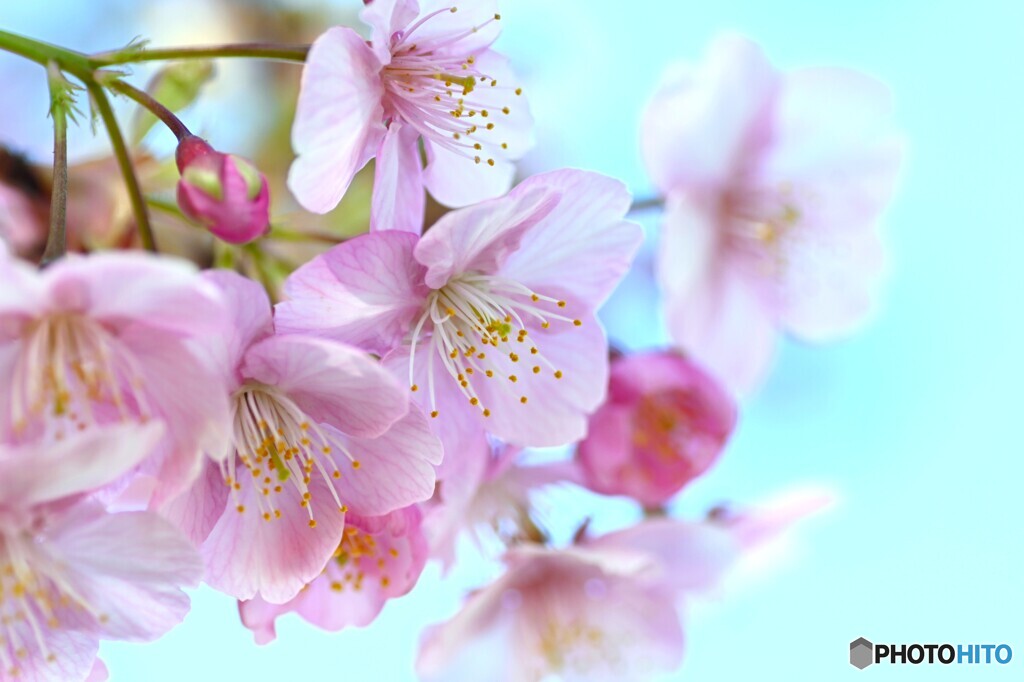 汐入河津桜～ⅺ