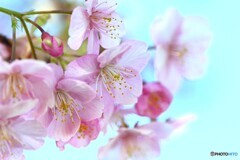 汐入河津桜～ⅺ