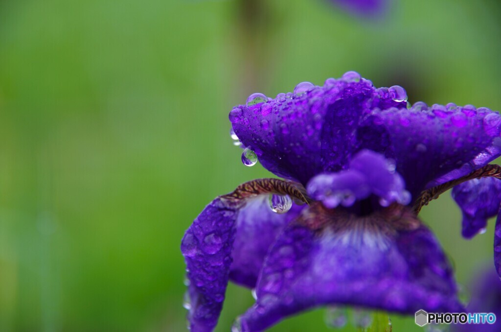 土砂降りの日の花達