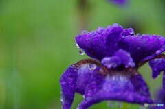 土砂降りの日の花達