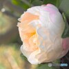 山茶花