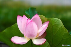 堀之内公園の大賀蓮～ⅷ