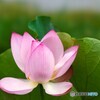 堀之内公園の大賀蓮～ⅷ