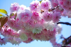 汐入普賢象～ⅲ