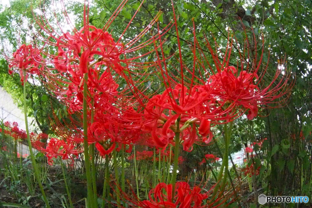 満開、彼岸花～ⅳ