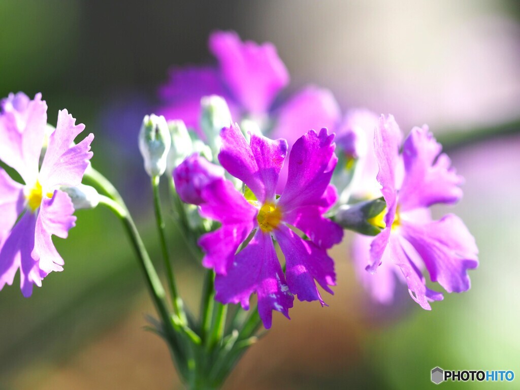 春の風