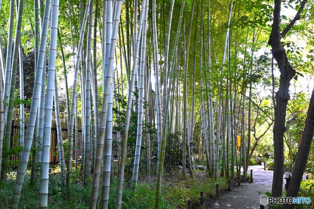 向島百花園～ⅷ