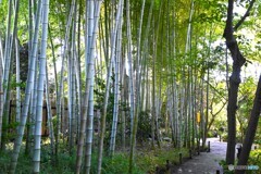 向島百花園～ⅷ