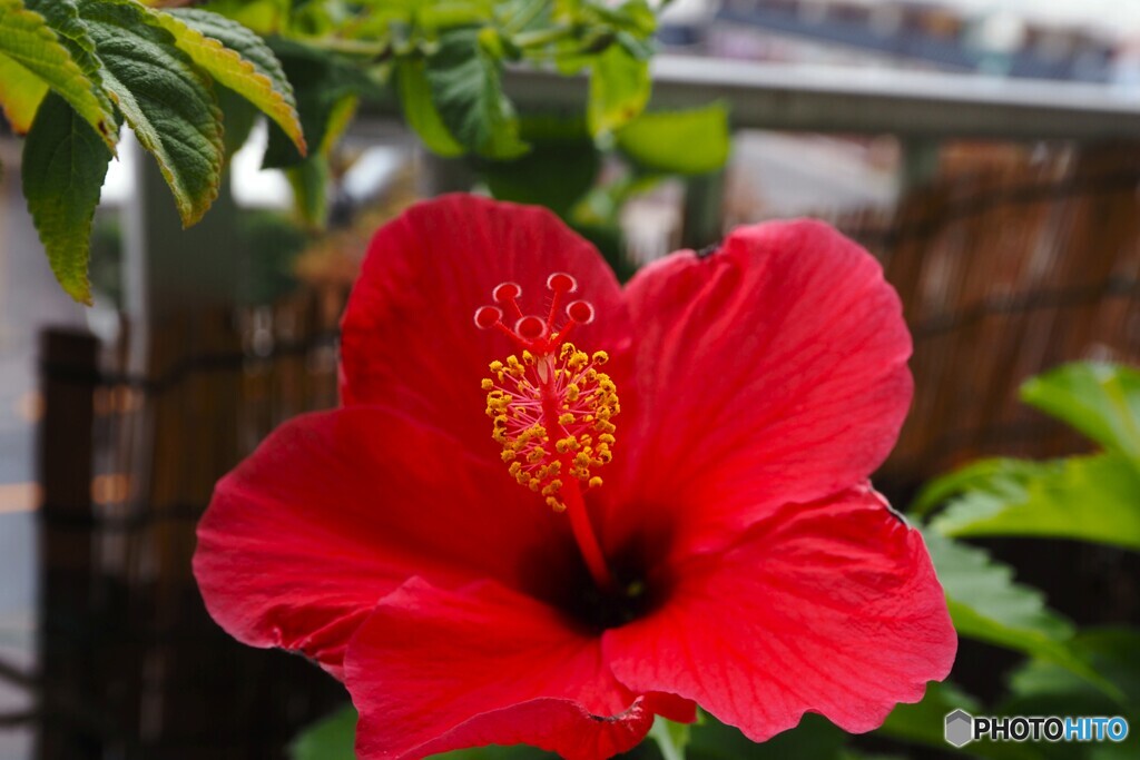 時季外れのハイビスカス～①