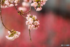 弥生の桜～ⅸ