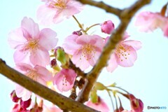 汐入河津桜～ⅱ