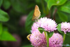 千日紅とチャバネセセリチョウ