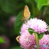 千日紅とチャバネセセリチョウ