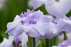 堀切菖蒲園～ⅴ