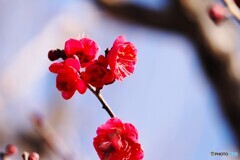 紅梅～ⅱ