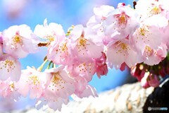 弥生の桜～xv