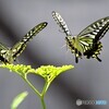 チョウ仲良し～ⅳ