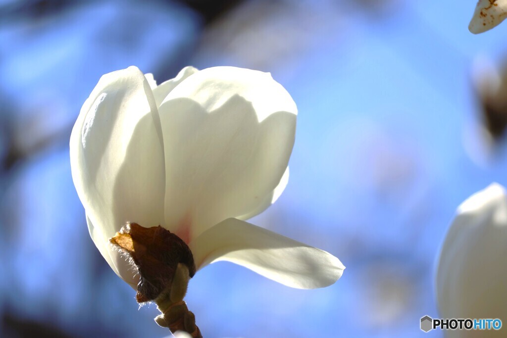 早春の花達～④