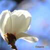 早春の花達～④