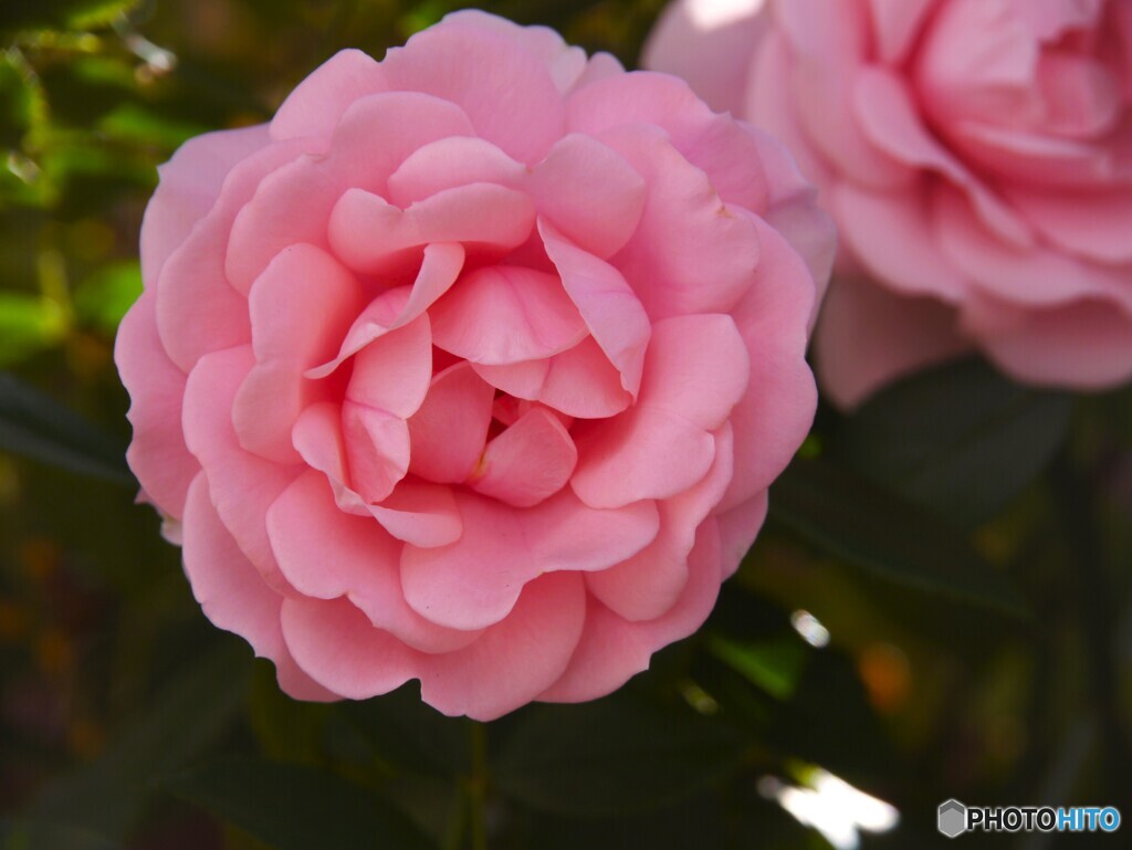 チョイ古カメラで