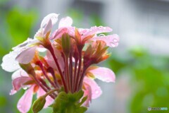 雨のゼラニウム