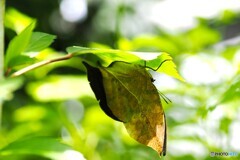 夏の生物園～②