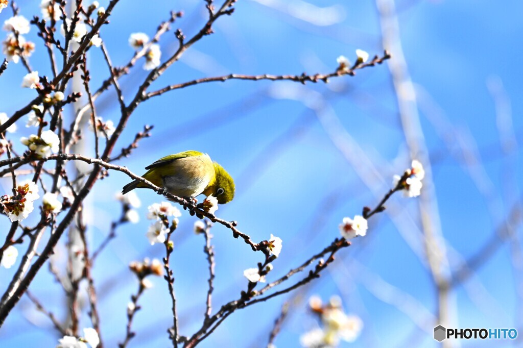 冬晴れの蜜吸い
